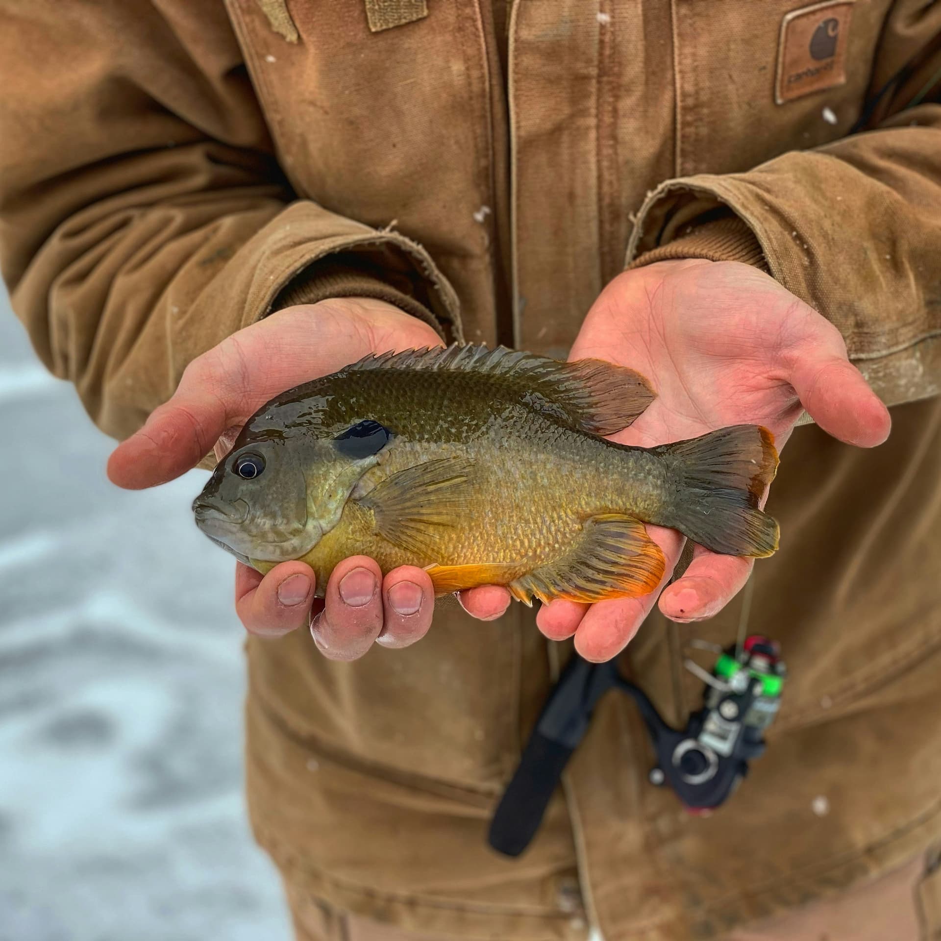 Bluegill Fishing Tips: The Most Underrated Fish in the Lake