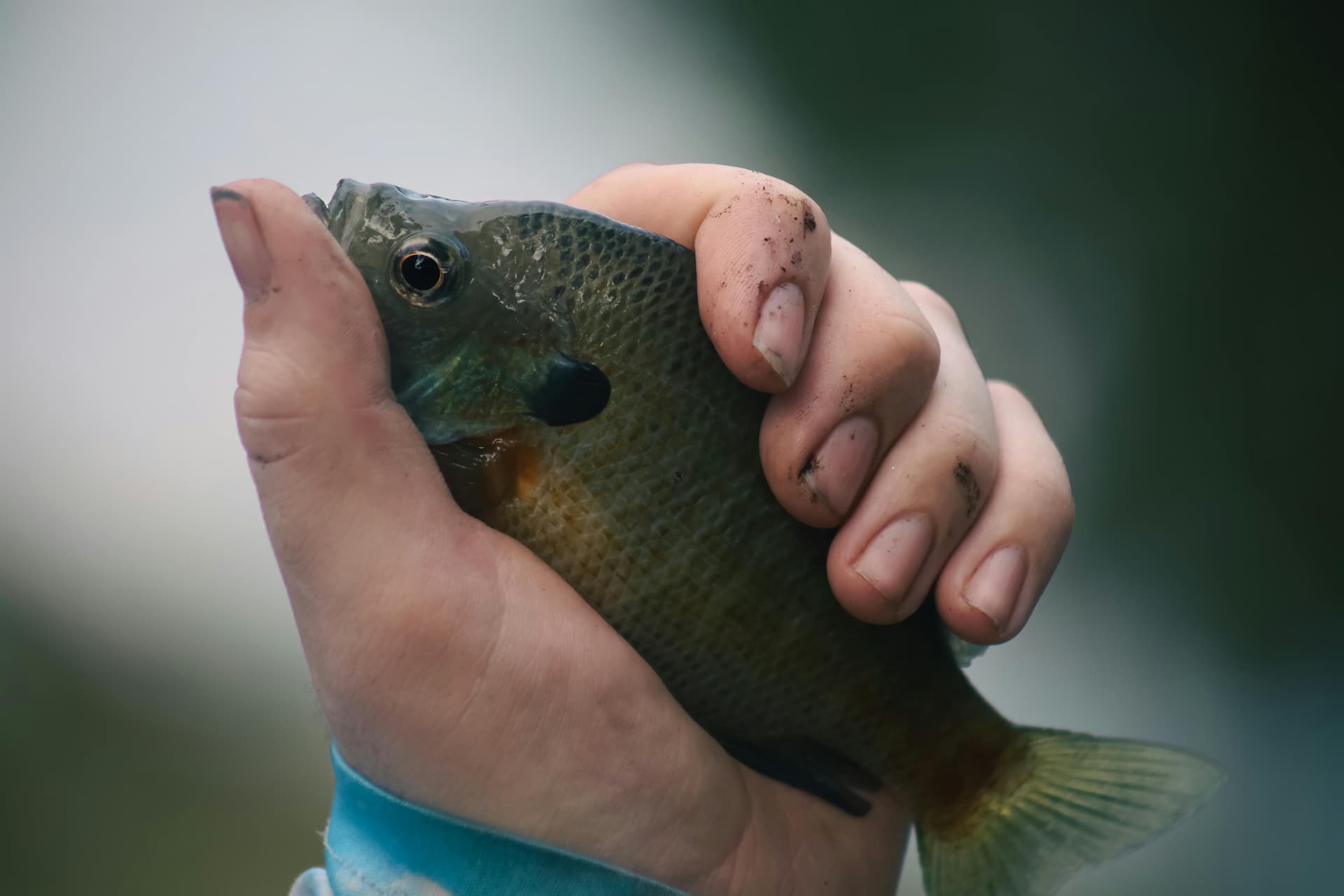 How to Clean and Cook Bluegill: A Simple Cabin-Style Guide
