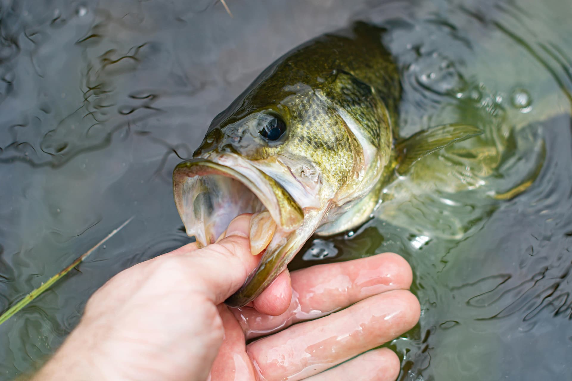 Largemouth Bass Fishing: A Complete Guide for Midwest Anglers