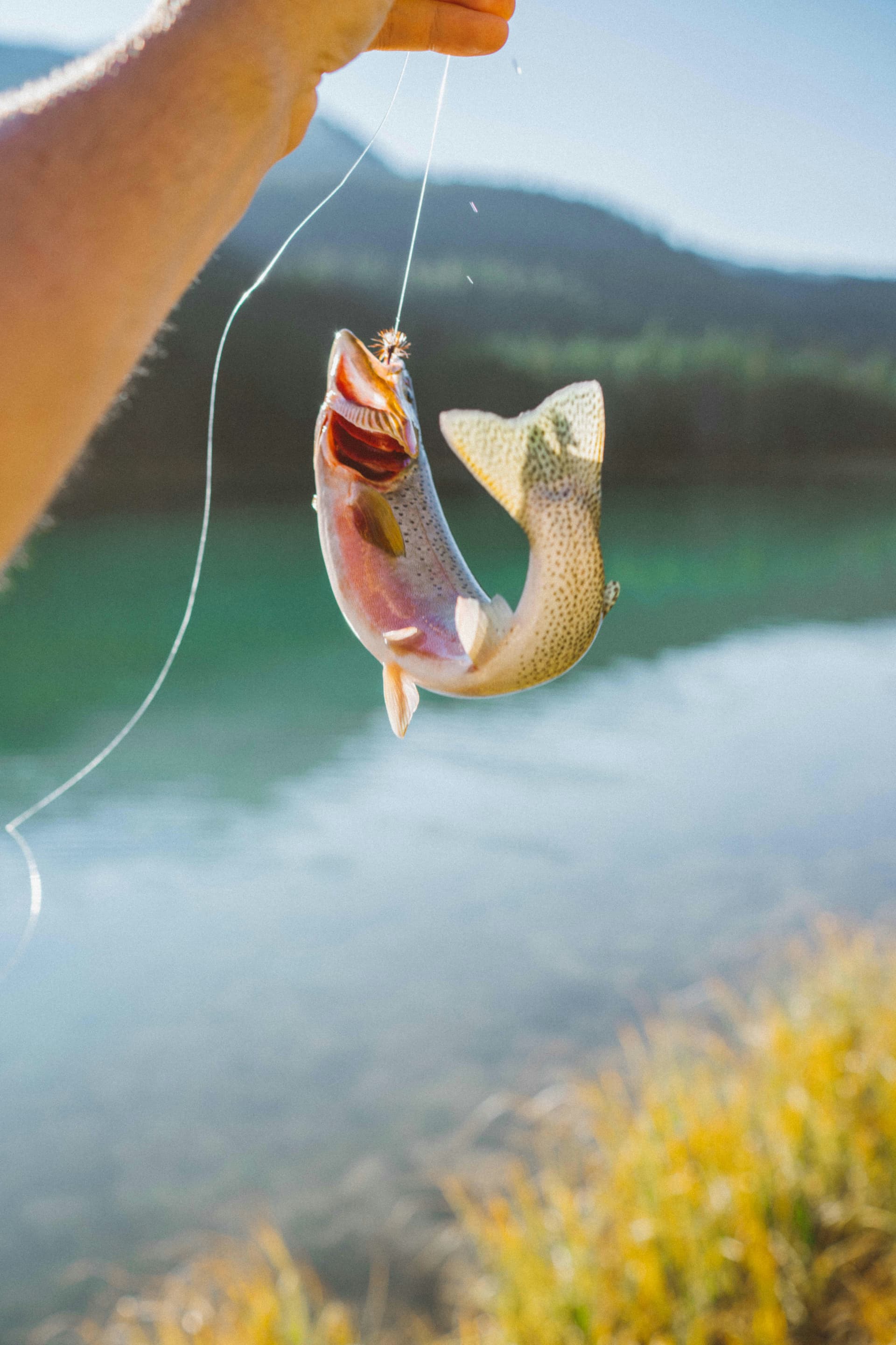 How to Catch Trout from Shore: A Practical Guide Without a Boat