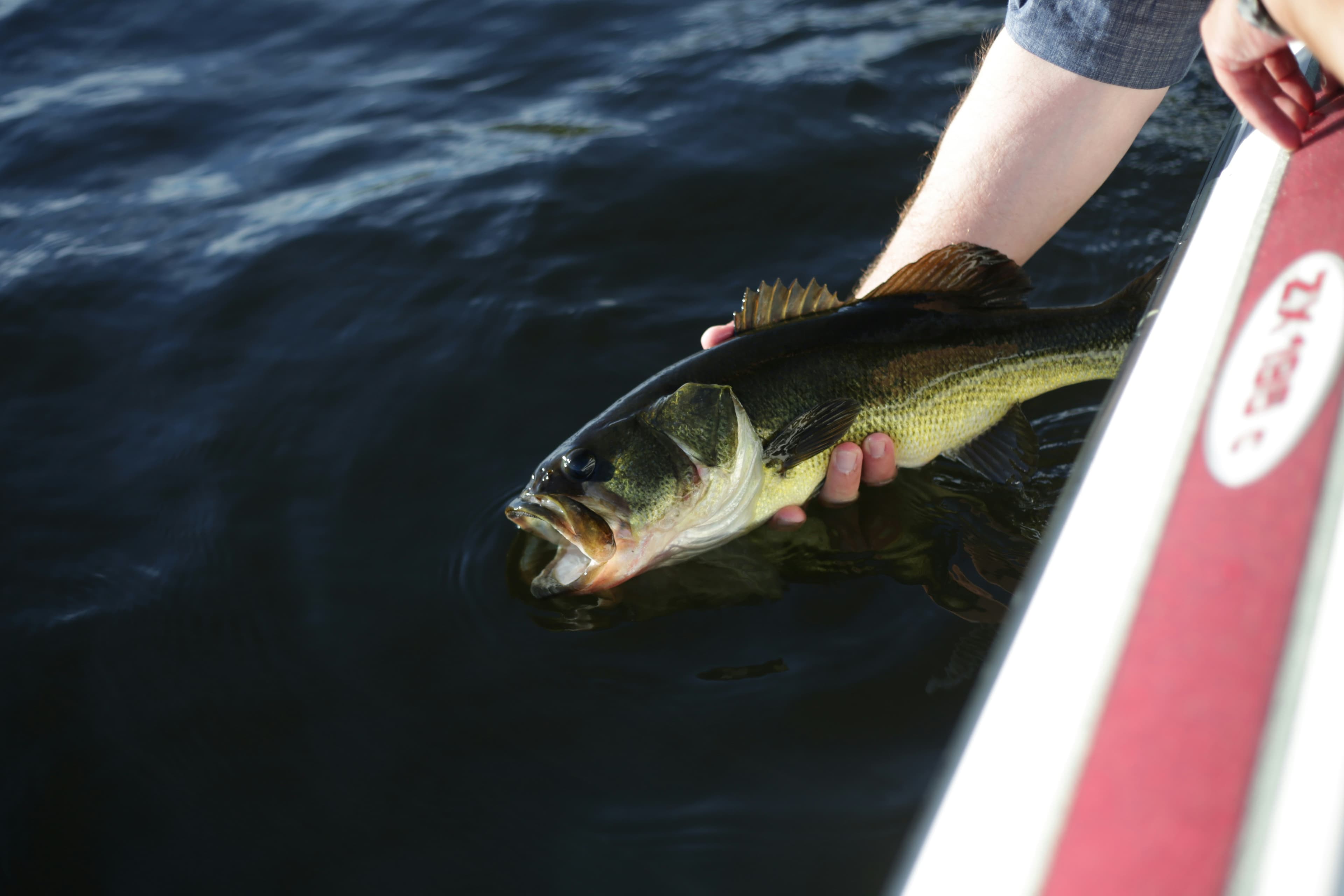 Largemouth bass being released at the side of a boat